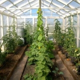 Kako napraviti tople gredice za krastavce u stakleniku